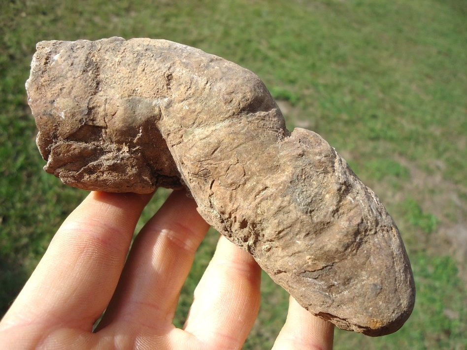 Large image 1 Large Detailed Coprolite