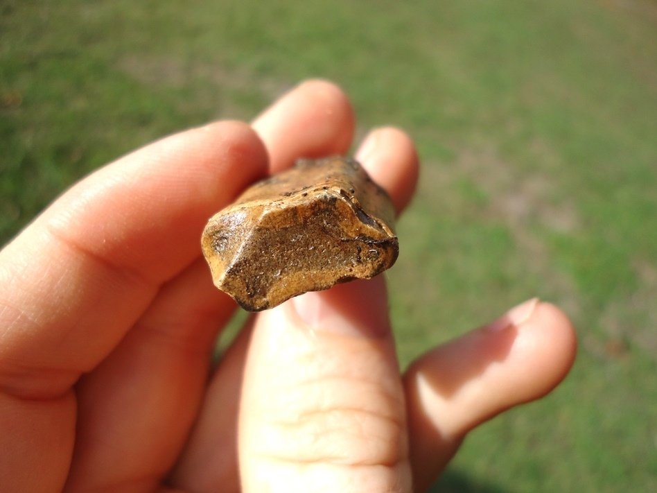 Large image 2 Very Nice Paramylodon Sloth Tooth