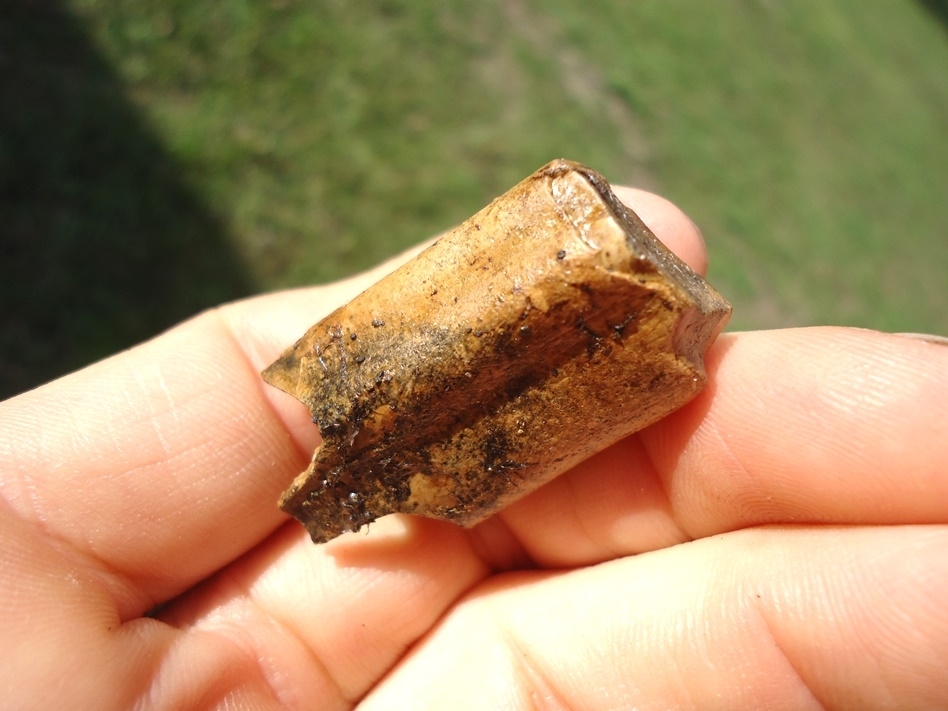 Large image 3 Very Nice Paramylodon Sloth Tooth