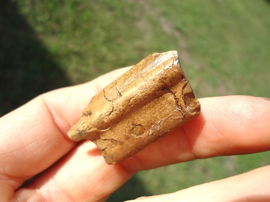 Large image 4 Very Nice Paramylodon Sloth Tooth