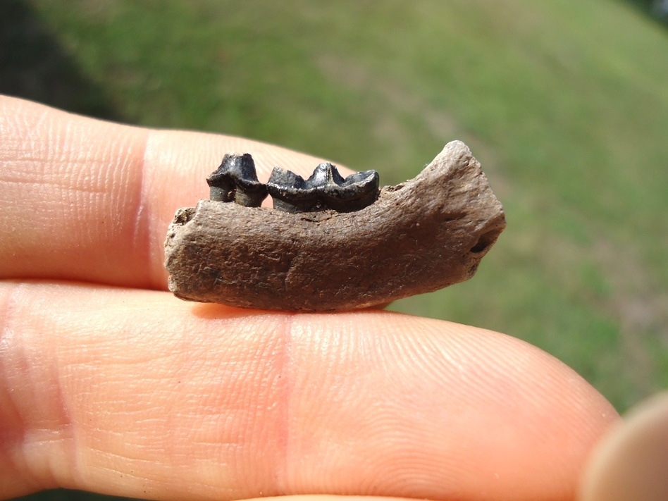 Large image 1 Rare American Mink Mandible with Two Teeth