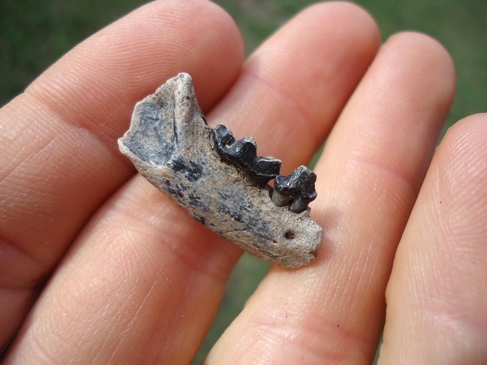 Large image 2 Rare American Mink Mandible with Two Teeth