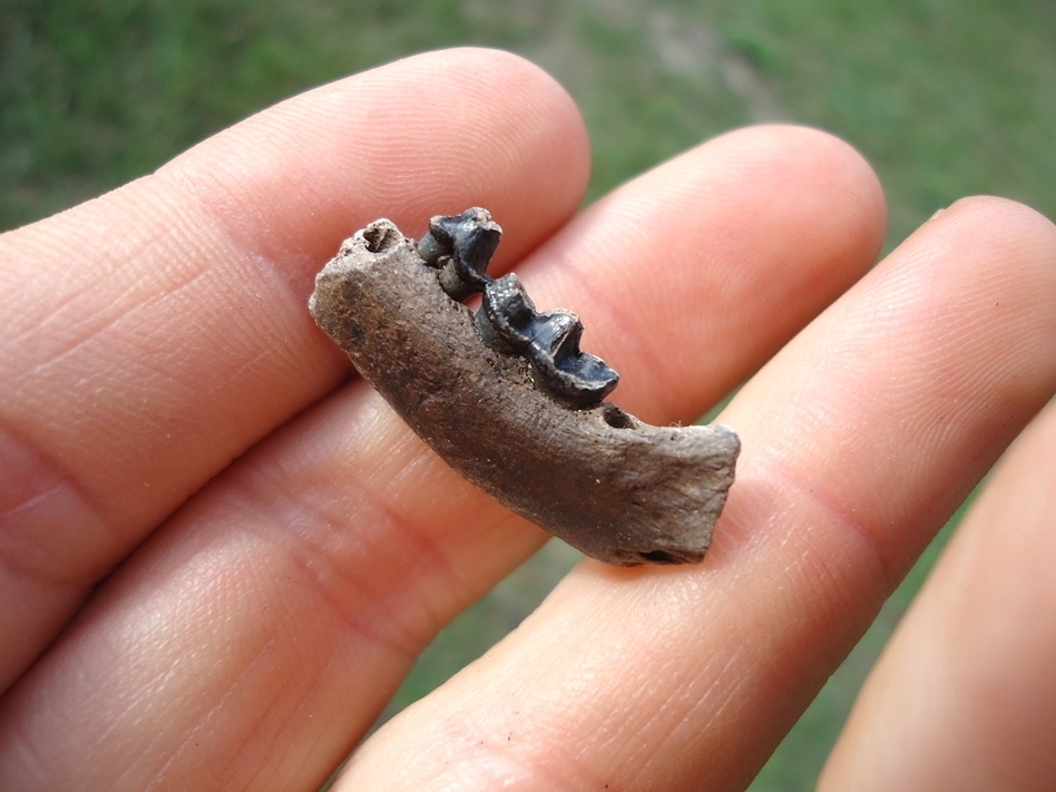 Large image 3 Rare American Mink Mandible with Two Teeth