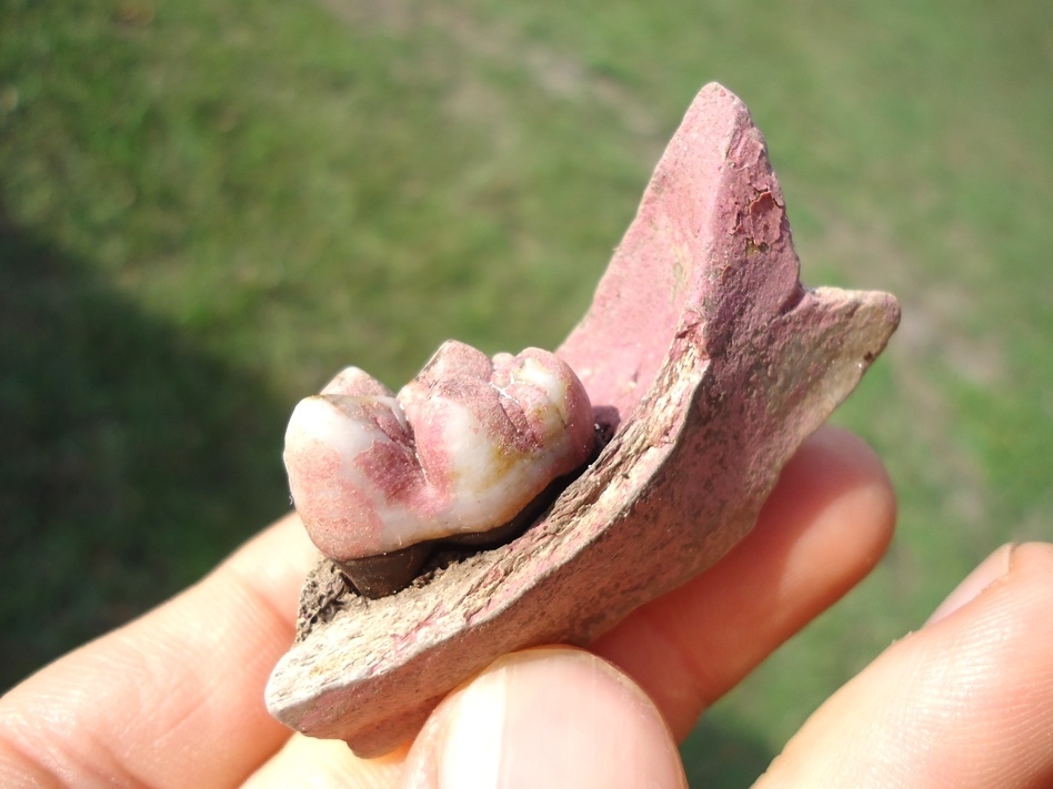 Large image 3 Small Section of Peccary Mandible with Flawless Molar Intact