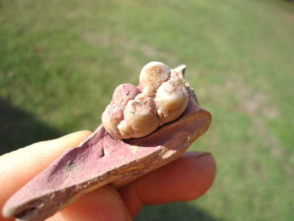 Large image 4 Small Section of Peccary Mandible with Flawless Molar Intact