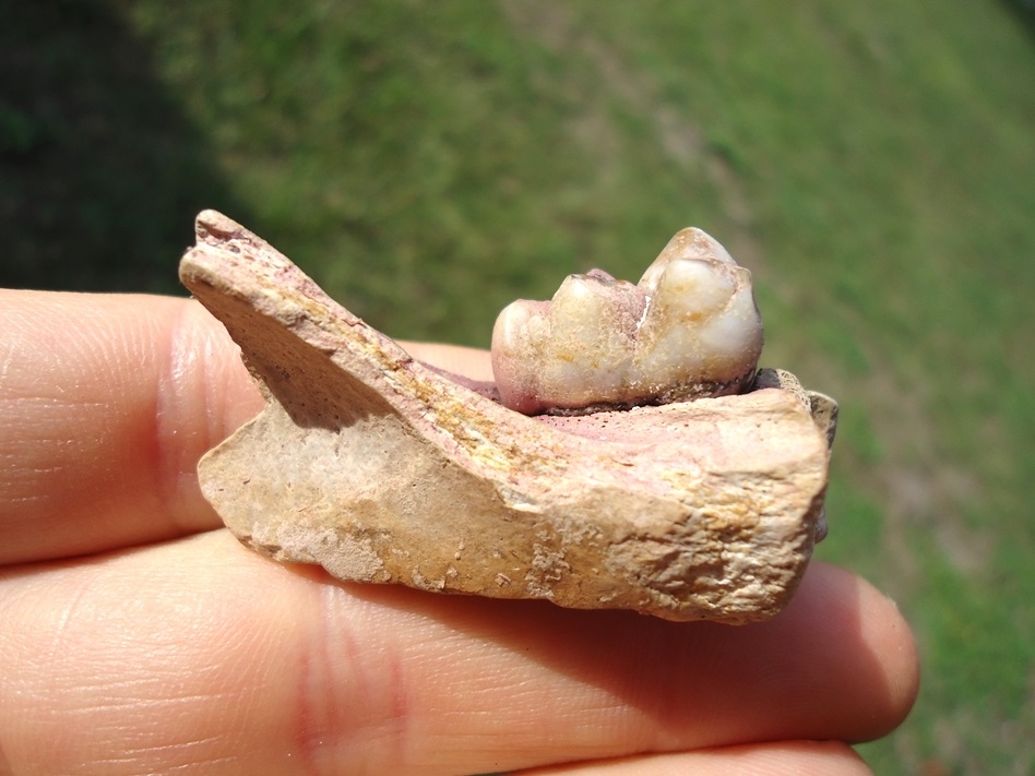 Large image 1 Small Section of Peccary Mandible with Flawless Molar Intact