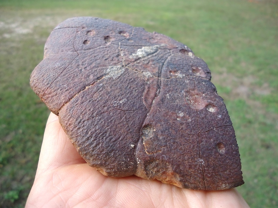 Large image 2 Large Section of Cooter Turtle Shell with Alligator Bite Marks