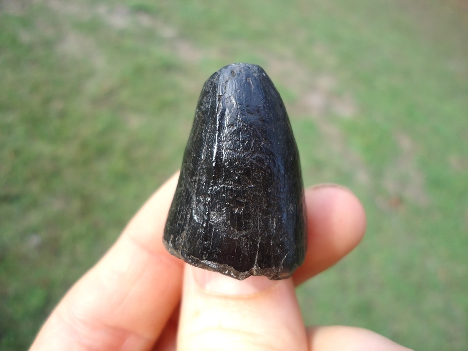 Large image 1 Whopper Glossy Black Alligator Tooth
