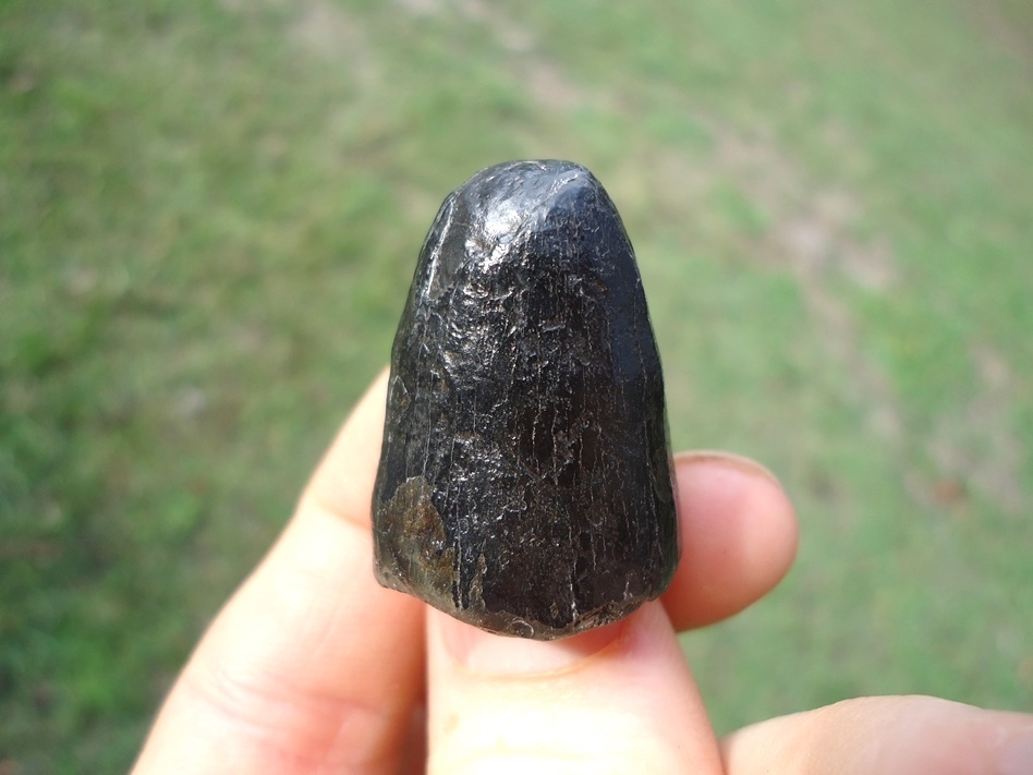 Large image 2 Whopper Glossy Black Alligator Tooth
