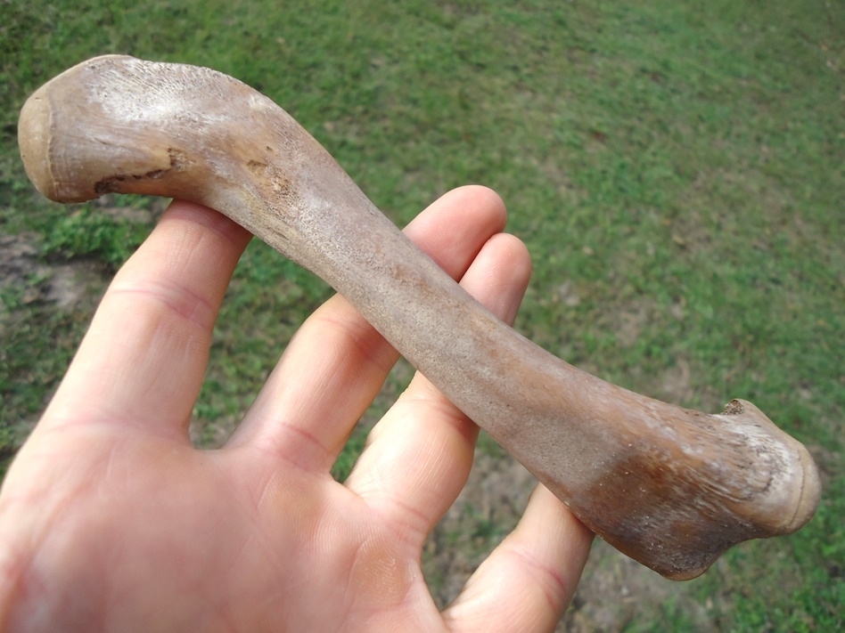 Large image 1 World Class Alligator Femur