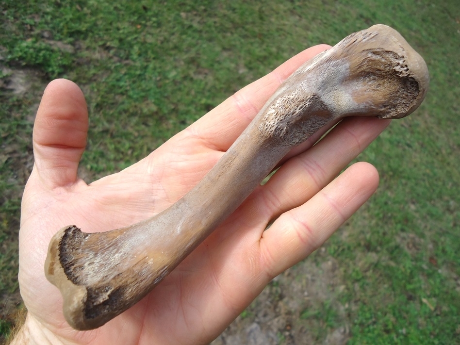 Large image 2 World Class Alligator Femur