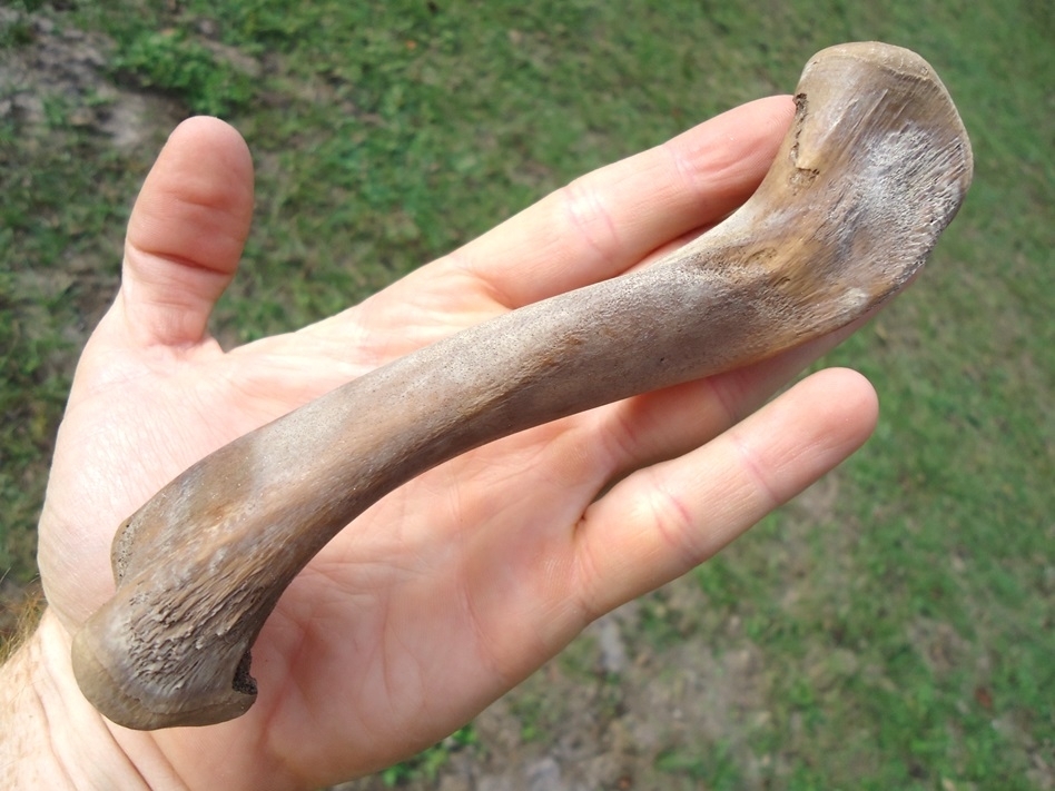 Large image 3 World Class Alligator Femur