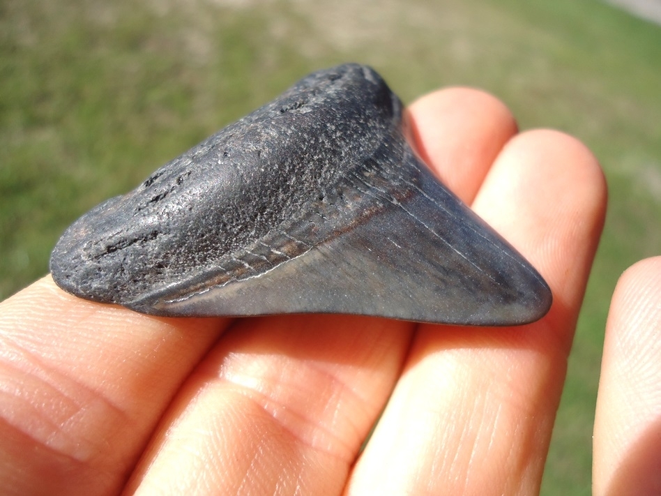 Large image 2 Bargain Price Megalodon Shark Tooth