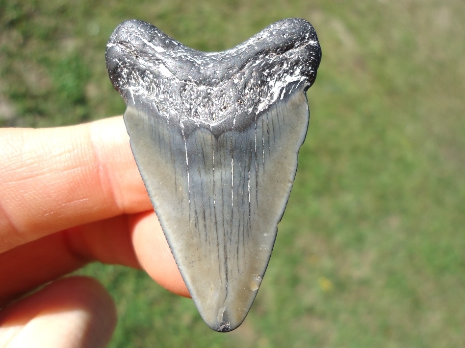 Large image 1 Bargain Price Megalodon Shark Tooth