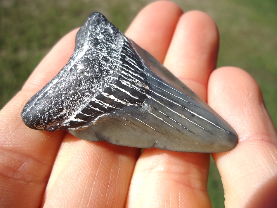 Large image 2 Bargain Price Megalodon Shark Tooth