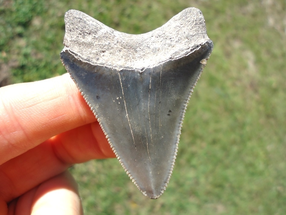 Large image 1 Bargain Price Megalodon Shark Tooth