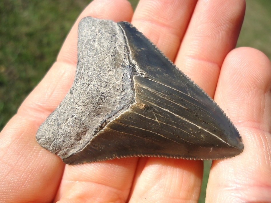 Large image 2 Bargain Price Megalodon Shark Tooth