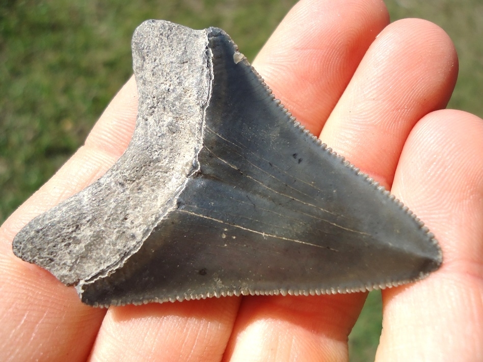 Large image 3 Bargain Price Megalodon Shark Tooth