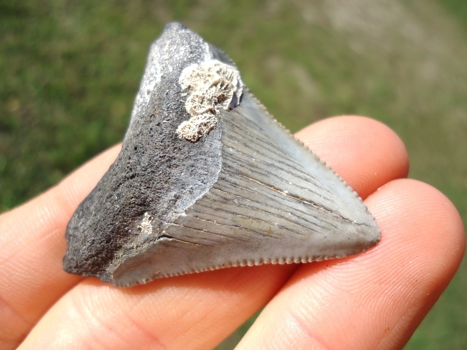 Large image 2 Bargain Price Megalodon Shark Tooth