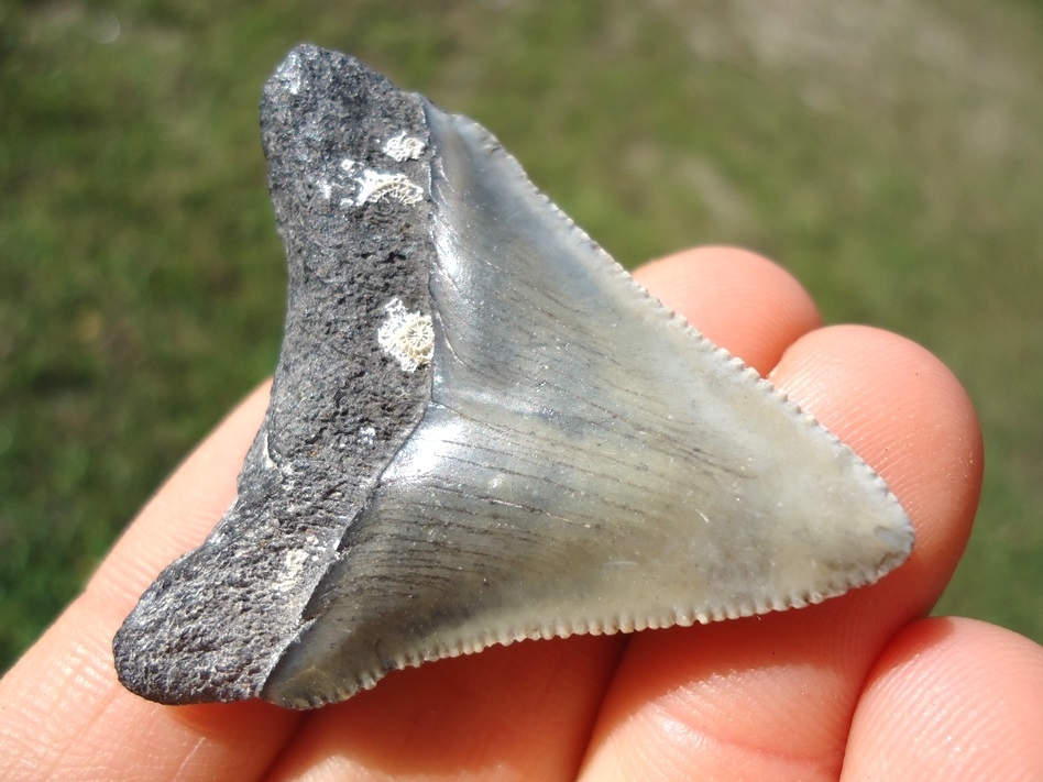 Large image 3 Bargain Price Megalodon Shark Tooth