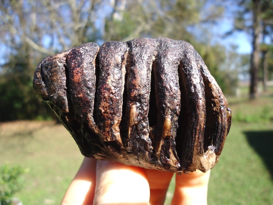 Large image 1 World Class Juvenile Mammoth Tooth