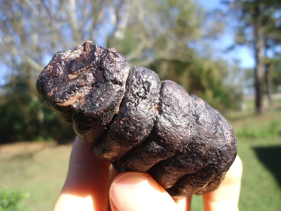 Large image 2 World Class Juvenile Mammoth Tooth