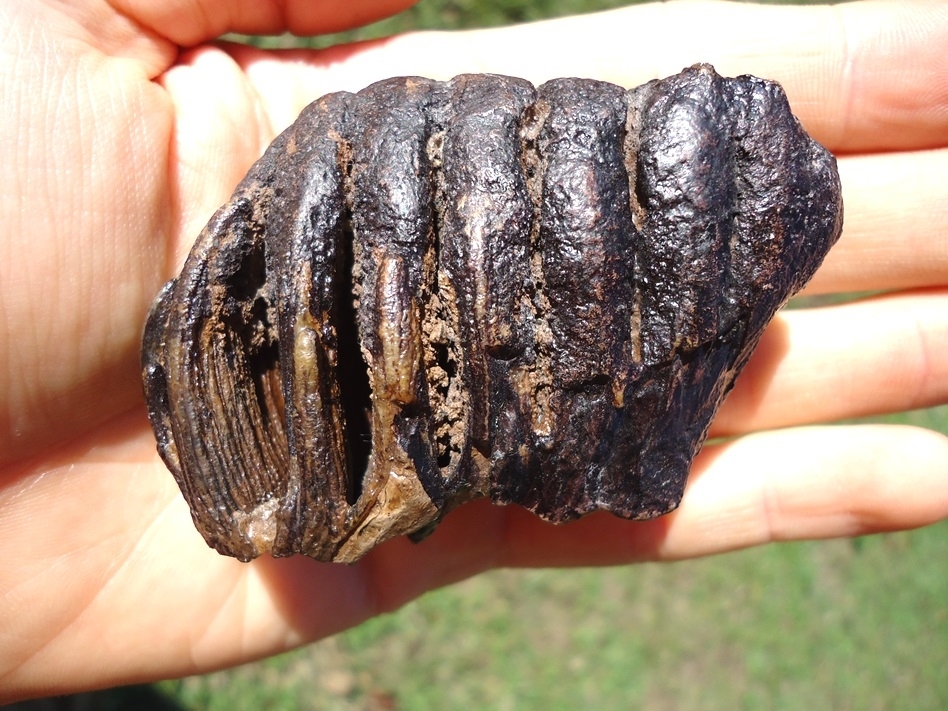 Large image 3 World Class Juvenile Mammoth Tooth