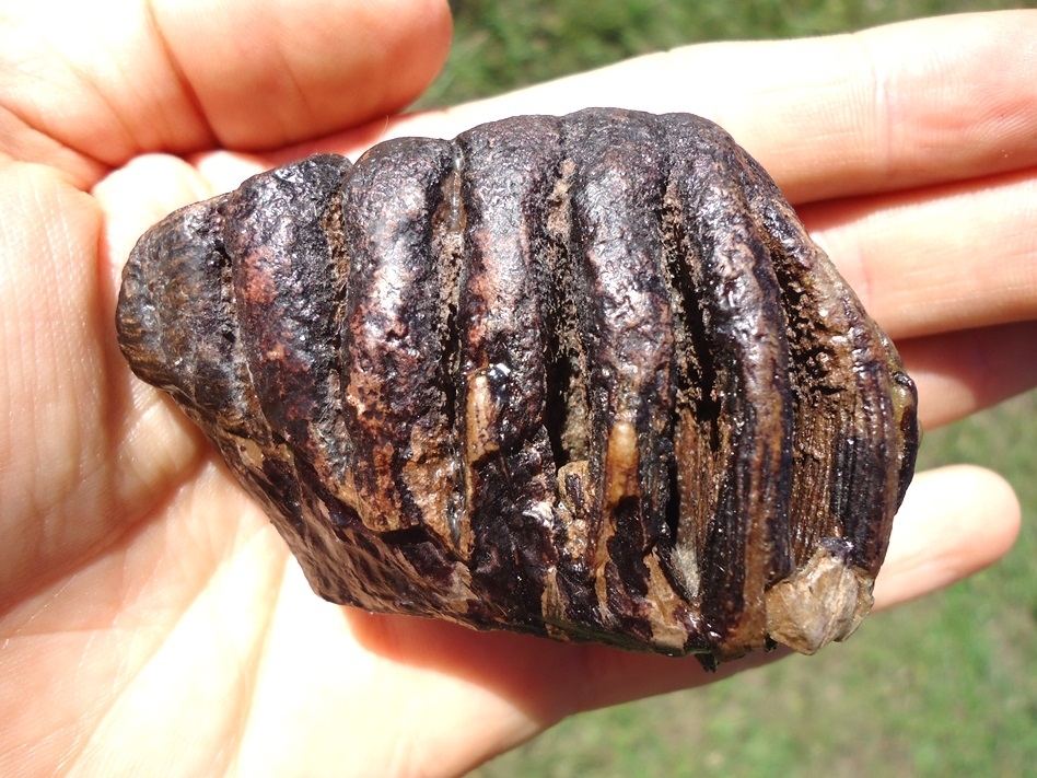 Large image 4 World Class Juvenile Mammoth Tooth