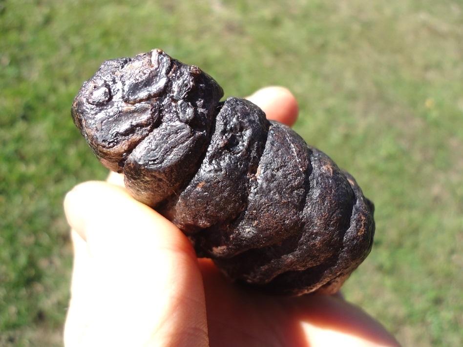 Large image 5 World Class Juvenile Mammoth Tooth