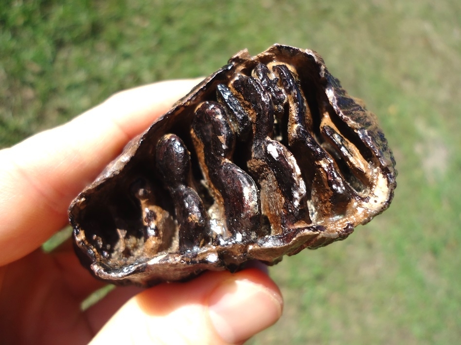 Large image 6 World Class Juvenile Mammoth Tooth