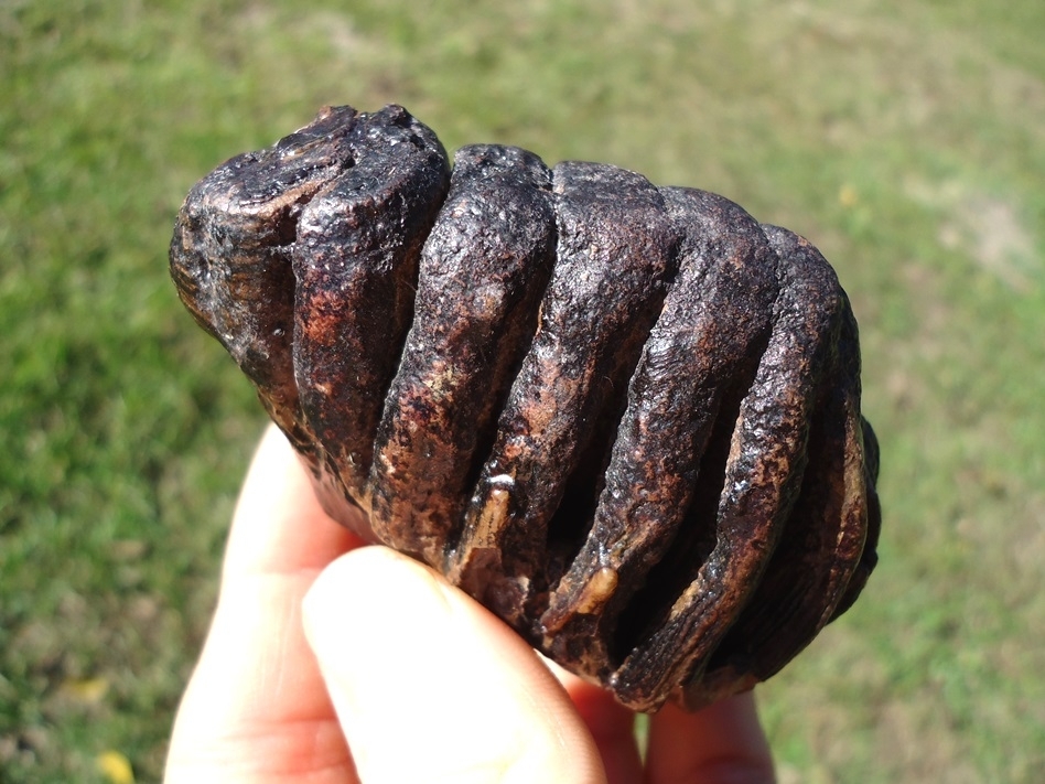 Large image 7 World Class Juvenile Mammoth Tooth