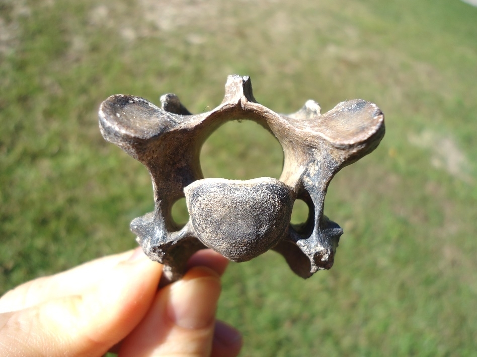 Large image 1 Very Scarce Armbruster's Wolf Cervical Vertebra