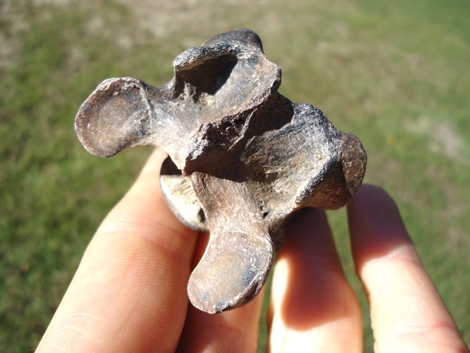 Large image 2 Very Scarce Armbruster's Wolf Cervical Vertebra