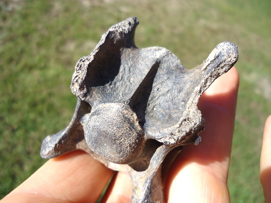 Large image 3 Very Scarce Armbruster's Wolf Cervical Vertebra