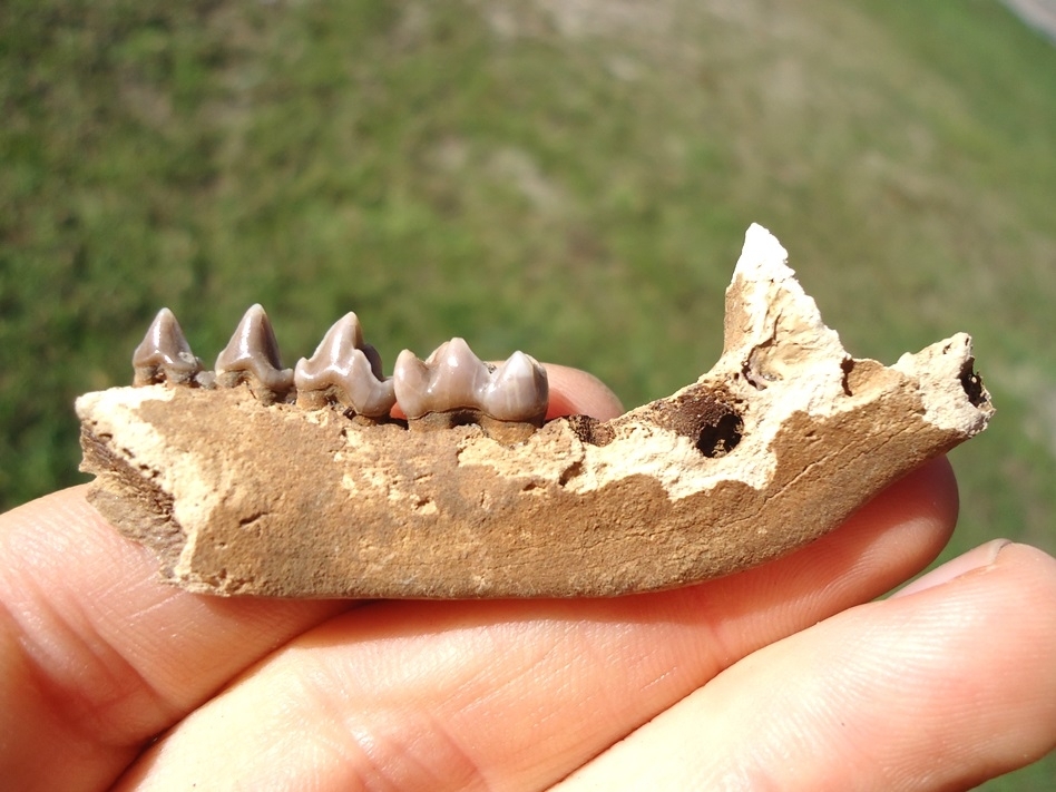 Large image 1 Awesome Raccoon Mandible with Four Teeth