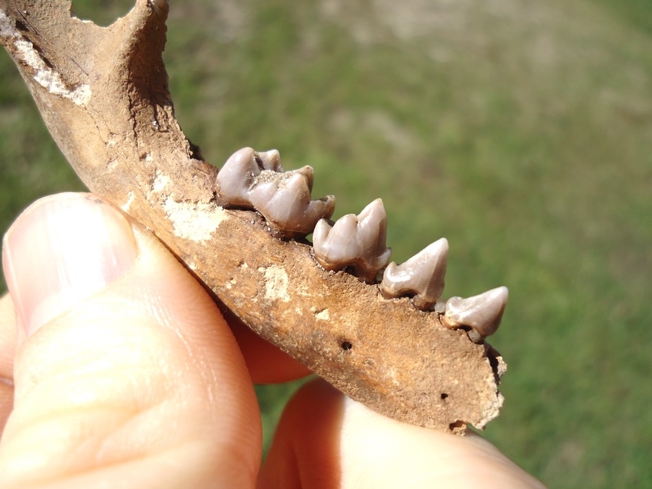 Large image 2 Awesome Raccoon Mandible with Four Teeth