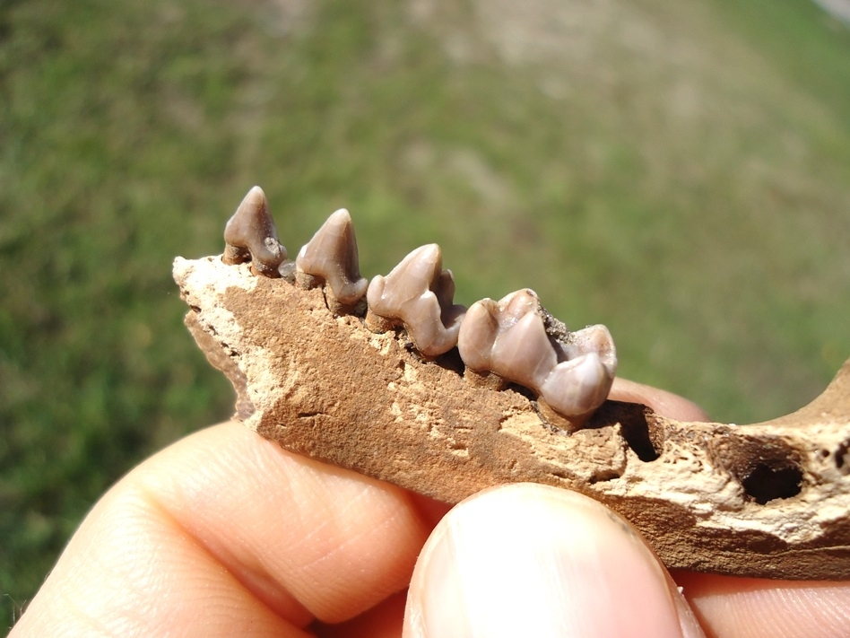 Large image 3 Awesome Raccoon Mandible with Four Teeth