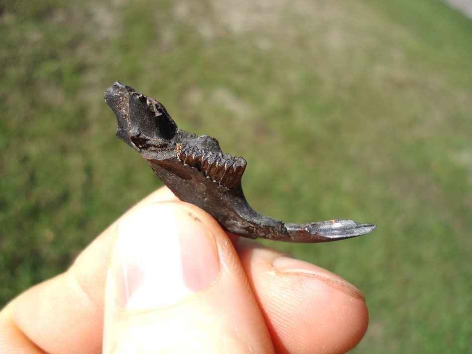 Large image 2 Rare Round-Tail Muskrat Mandible