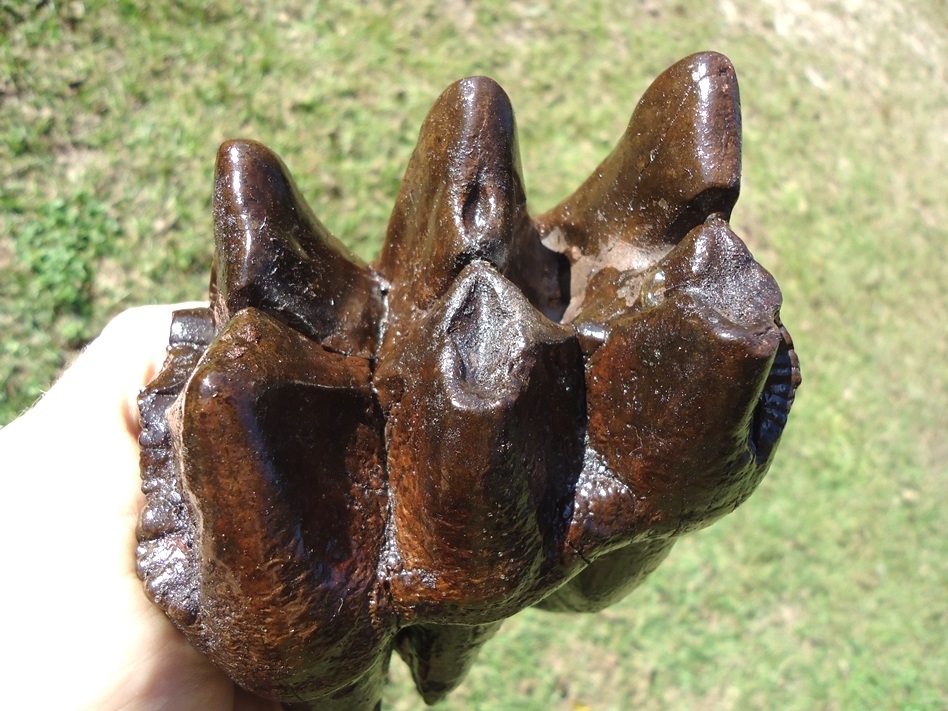 Large image 2 World Class Rooted Three Hump Mastodon Tooth