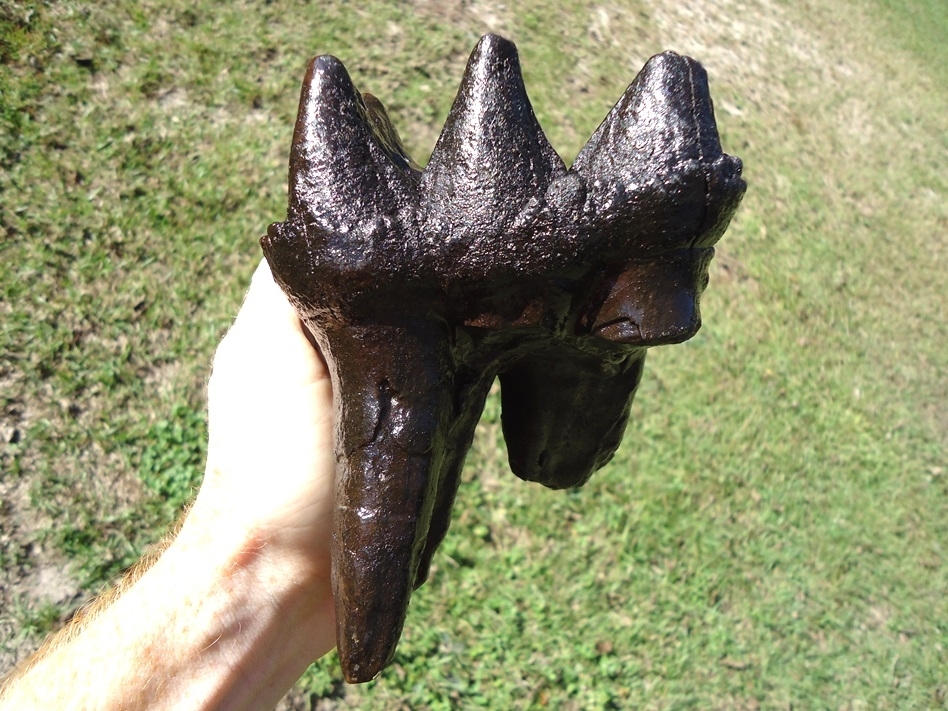Large image 1 Huge Rooted Mastodon Tooth