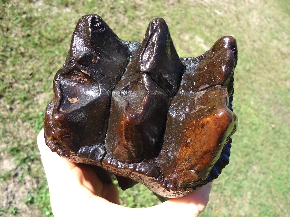 Large image 2 Huge Rooted Mastodon Tooth