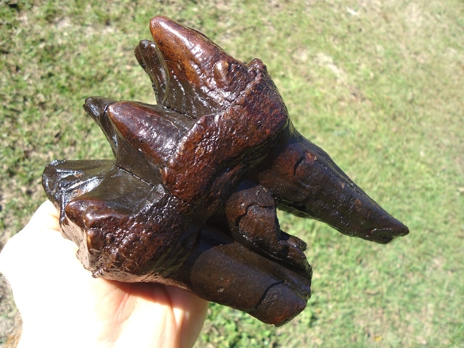 Large image 3 Huge Rooted Mastodon Tooth