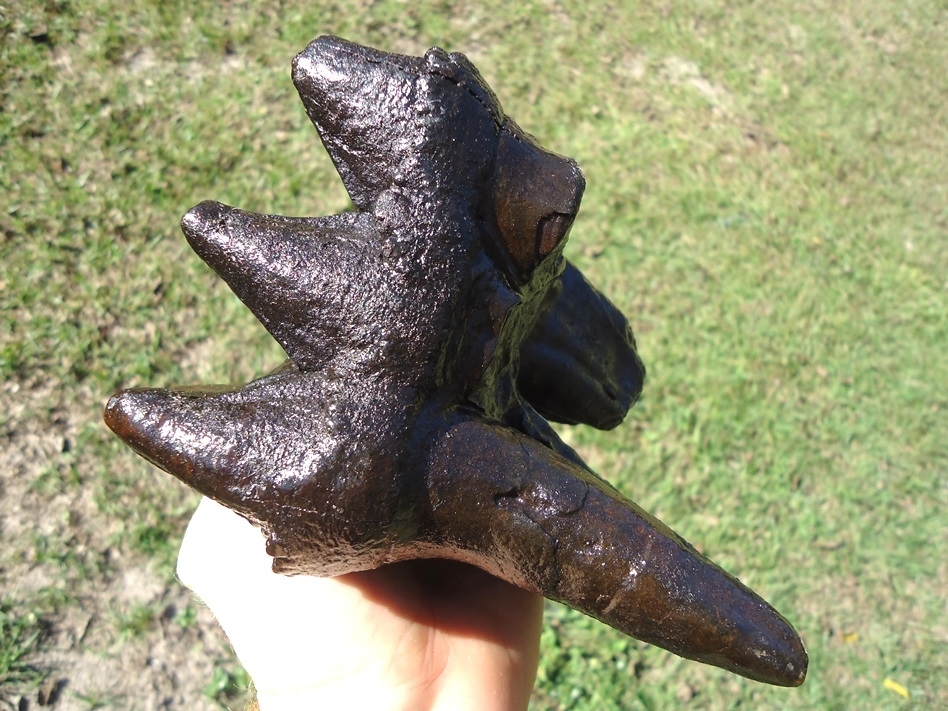 Large image 4 Huge Rooted Mastodon Tooth