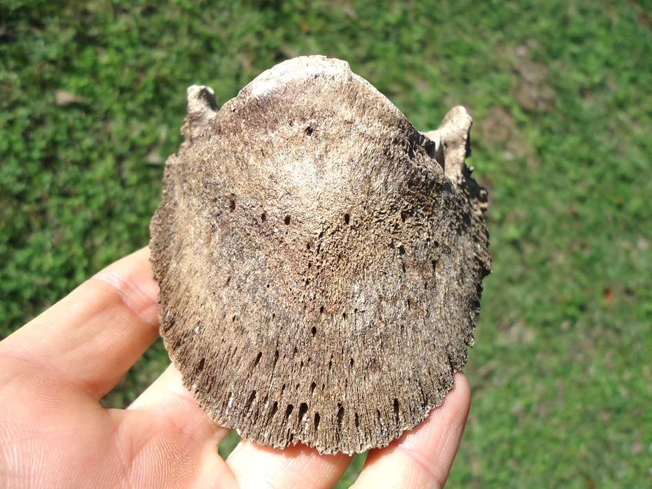 Large image 1 Top Quality Horse Hoof Core