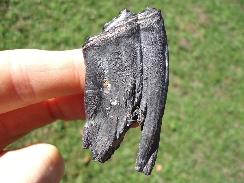 Large image 1 Rare Fully Rooted Horse Tooth from Leisey Shell Pit