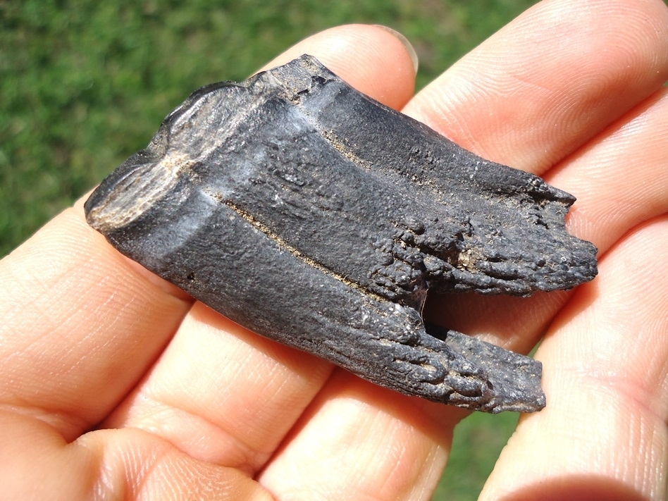 Large image 3 Rare Fully Rooted Horse Tooth from Leisey Shell Pit