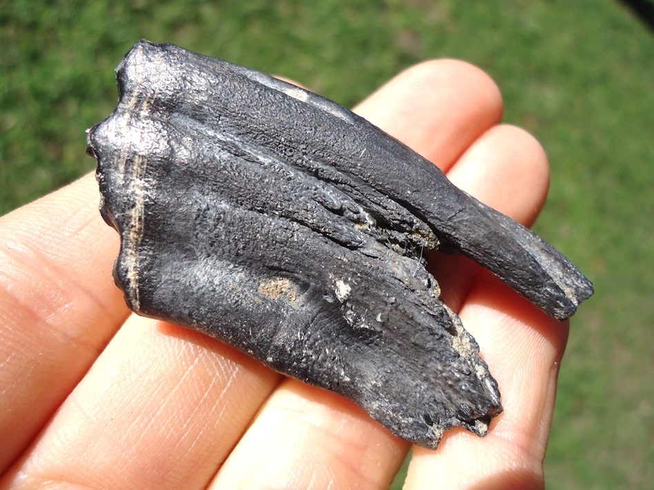 Large image 4 Rare Fully Rooted Horse Tooth from Leisey Shell Pit