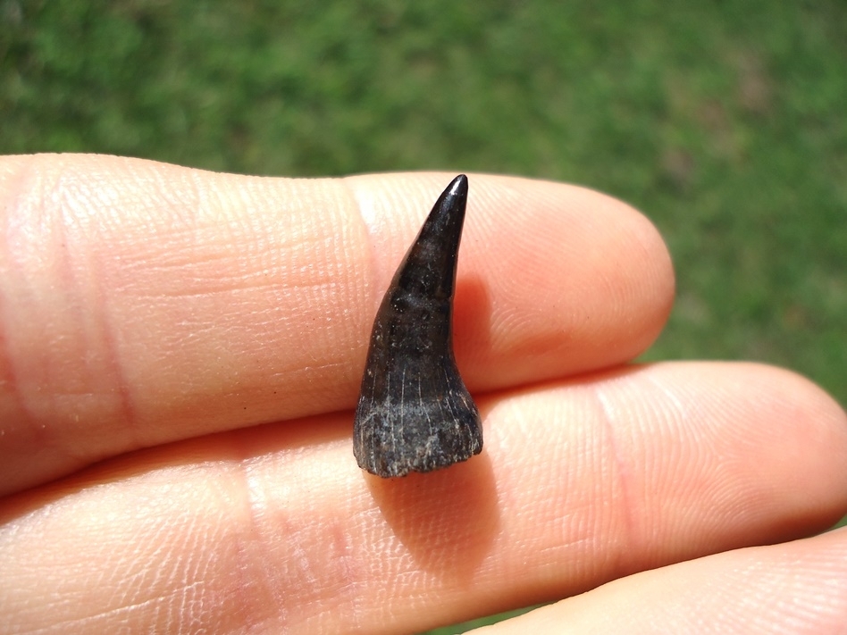 Large image 1 Rare Alligator Gar Tooth