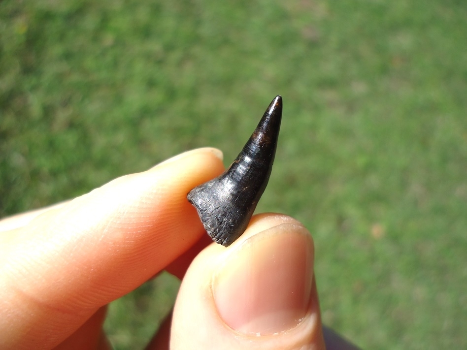 Large image 3 Rare Alligator Gar Tooth