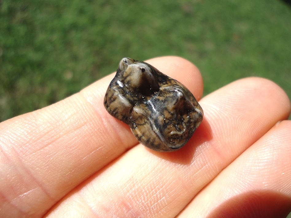 Large image 3 Bargain Price Black Bear Molar